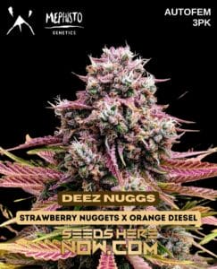 Deez nuggs (autoflower) - mephisto genetics