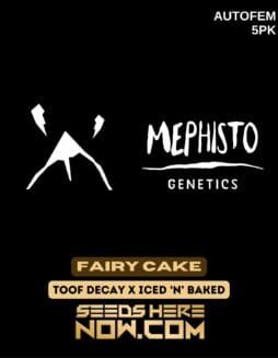 Mephisto Genetics - Fairy Cake {AUTOFEM} [5pk]Mephisto Genetics - Fairy Cake {AUTOFEM} [5pk]