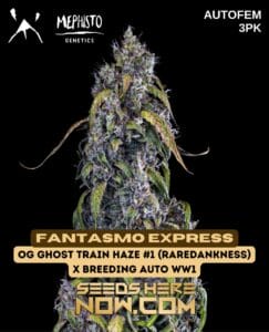Fantasmo Express (autoflower) - Mephisto Genetics