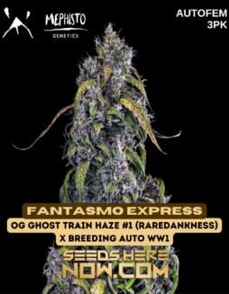 Fantasmo Express (Autoflower) - Mephisto GeneticsFantasmo Express (autoflower) - Mephisto Genetics