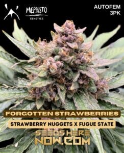 Forgotten strawberries (autoflower) - mephisto genetics