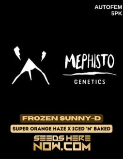 Mephisto Genetics - Frozen Sunny-D {AUTOFEM} [5pk]Mephisto Genetics - Frozen Sunny-D {AUTOFEM} [5pk]