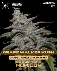 Grape Walker Kush (autoflower) - Mephisto Genetics
