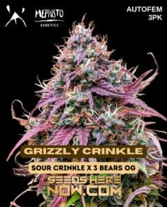 Grizzly crinkle (autoflower) - mephisto genetics