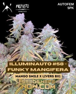 Illuminauto #58 -funky mangifera (autoflower)  - mephisto genetics
