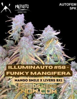 Illuminauto #58 -Funky Mangifera (Autoflower)  - Mephisto GeneticsIlluminauto #58 -funky Mangifera (autoflower)  - Mephisto Genetics