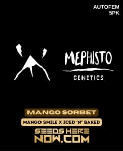 Mango Sorbet (autoflower) - Mephisto Genetics