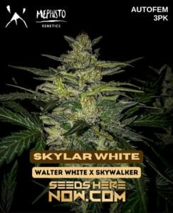 Skylar White (autoflower) - Mephisto Genetics