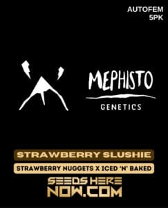 Strawberry slushie (autoflower) - mephisto genetics