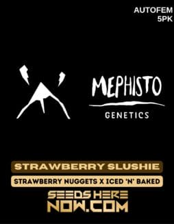 Mephisto Genetics - Strawberry Slushie {AUTOFEM} [5pk]Mephisto Genetics - Strawberry Slushie {AUTOFEM} [5pk]