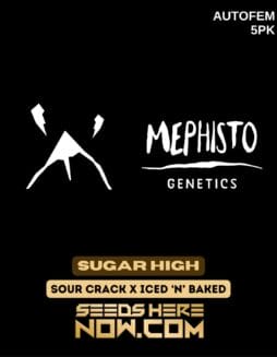 Mephisto Genetics - Sugar High {AUTOFEM} [5pk]Mephisto Genetics - Sugar High {AUTOFEM} [5pk]