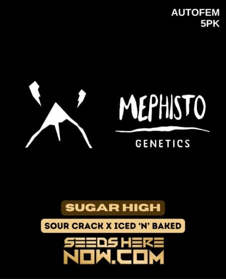 Mephisto Genetics - Sugar High {autofem} [5pk]