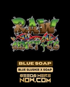 Blue Soap (Feminized) - Raw Genetics