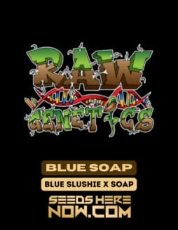 Raw Genetics - Blue Soap {FEM}Raw Genetics – Blue Soap