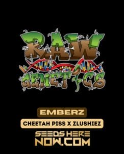 Emberz (feminized) - Raw Genetics