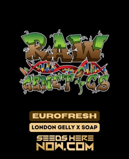 Eurofresh (feminized) - raw genetics