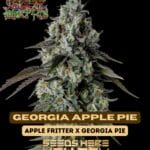 Georgia Apple Pie (Feminized) - Raw Genetics