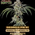 Georgia Pie S1 (Feminized) - Raw Genetics