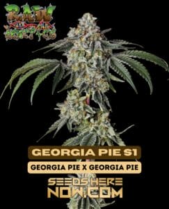 Georgia pie s1 (feminized) - raw genetics