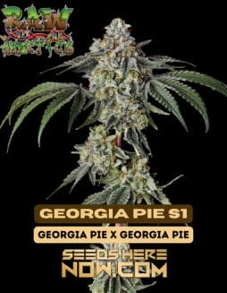 Raw Genetics - Georgia Pie S1 {FEM}Raw Genetics Georgia Pie S1