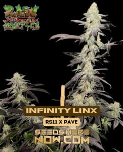 Infinity Linx (Feminized) - Raw Genetics