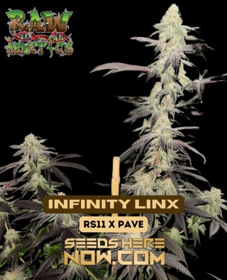 Infinity Linx (Feminized) (space) Raw Genetics