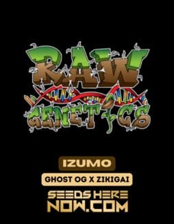 Raw Genetics - Izumo {REG}Raw Genetics – Izumo