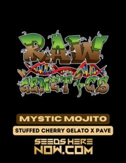 Mystic Mojito (Feminized) - Raw GeneticsMystic Mojito (Feminized) - Raw Genetics