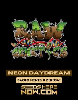 Raw Genetics - Neon Daydream {REG}Raw Genetics – Neon Daydream