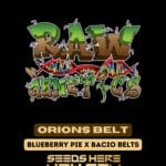 Orions Belt (Regular) - Raw Genetics