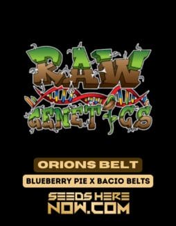 Raw Genetics - Orions Belt {REG}Raw Genetics – Orions Belt