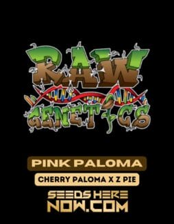 Raw Genetics - Pink Paloma {FEM}Raw Genetics – Pink Paloma