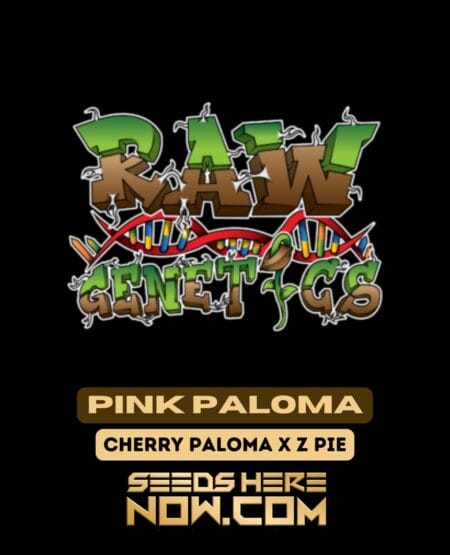 Raw Genetics – Pink Paloma