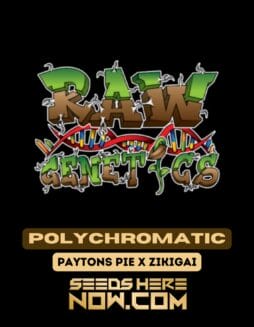 Polychromatic (Regular) - Raw GeneticsPolychromatic (Regular) - Raw Genetics