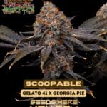 Scoopable (Feminized) - Raw Genetics