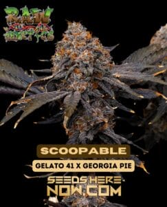 Scoopable (feminized) - Raw Genetics