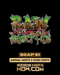 Soap S1s (feminized) - Raw Genetics