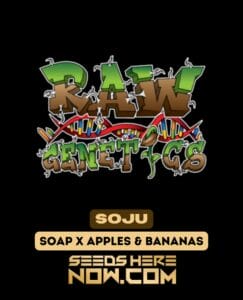 Soju (feminized) - Raw Genetics