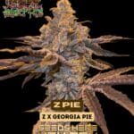 Z Pie (Feminized) - Raw Genetics