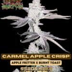 Carmel Apple Crisp (Regular) - Raw Genetics