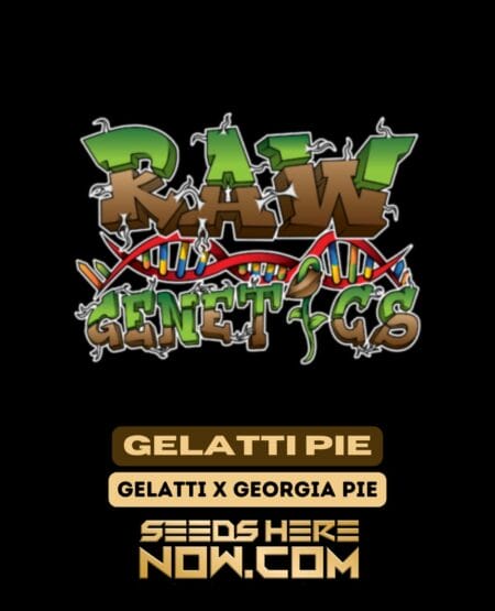 Gelatti pie (feminized) - raw genetics