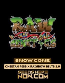 Raw Genetics - Snow Cone {REG}Raw Genetics - Snow Cone REG