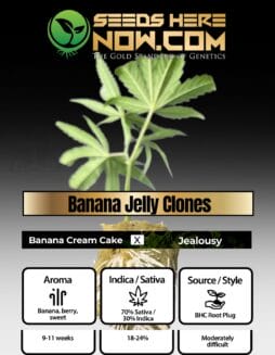 BHC - Banana Jelly Clones