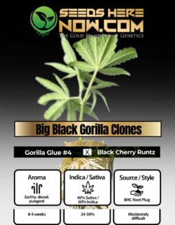 BHC - Big Black Gorilla Clones