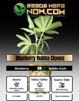 BHC - Blueberry Bubba Clones