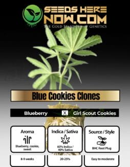 BHC - Blue Cookies Clones