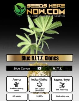 BHC - Blue R.I.T.Z. Clones