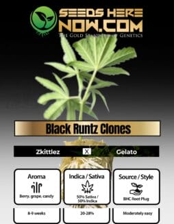 BHC - Black Runtz Clones