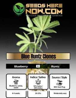 BHC - Blue Runtz Clones