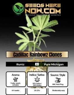 BHC - Cadillac Rainbowz Clones